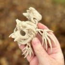 Hollow Skeleton Turtle thumbnail