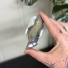 Orca Agat Spekkhogger #1 thumbnail