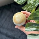 Gul Crazy Lace Agat Kule #2 thumbnail