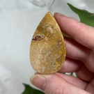 Agatisert Korall/Korall Fossil Dråpe #1 thumbnail