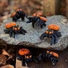 Mini Spider Donut - Pumpkin Spice thumbnail