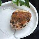 Forsteinet Tre Skive #3 thumbnail