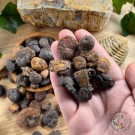 Goniatitt - 10stk  thumbnail