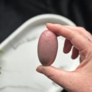 Unik Rosa Forsteinet Tre Shiva #8 thumbnail