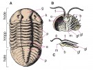 Trilobitter. A) Helt skall sett ovenfra. B) Hodeskjold sett nedenfra. Ben og undersidens tynne kitinlag er fjernet til venstre. C) Tverrsnitt av aksen og høyre del av et kroppsledd. thumbnail