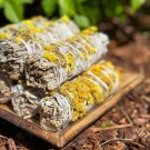 Hvit Salvie Bunt & Gul Sinuata  thumbnail