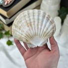 Pynte Kamskjell fra Tysvær, Norge - Havets Vokter thumbnail