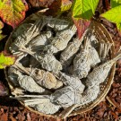 California Hvit Salvie - Liten Torch thumbnail