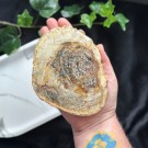 Forsteinet Tre Skive #1 thumbnail