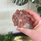 Cherry Plum Blossom Jaspis Edderkopp thumbnail