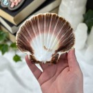 Pynte Kamskjell fra Tysvær, Norge - Havets Vokter thumbnail