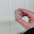 Rosa Opal Highland Cow thumbnail