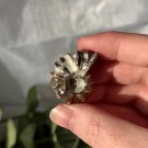 Liten/Mini Ammonitt Hel thumbnail