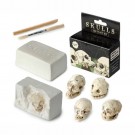 Grav Frem Skjelettet - Mini Arkeologisk Utgravningssett (Skull Dig Kit) thumbnail