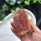 Rød Forsteinet Tre Skive #2 thumbnail