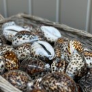 Tigerkauriskjell, 6-8cm thumbnail