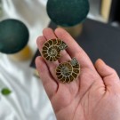 Ammonitt Par #2 thumbnail