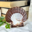 Pynte Kamskjell fra Tysvær, Norge - Havets Vokter thumbnail