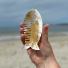 Mother Of Pearl - Skjell Pyntekam #1 thumbnail