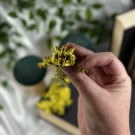 Liten Gull Wyvern thumbnail