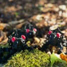 Black Frogula thumbnail