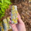 Hvit Salvie Bunt & Gul Sinuata  thumbnail