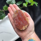 Rød Forsteinet Tre Skive #2 thumbnail