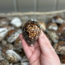 Tigerkauriskjell, 6-8cm thumbnail