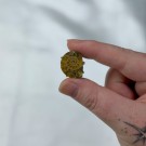Ammonitt Justerbar Ring #1 thumbnail
