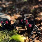 Black Frogula thumbnail