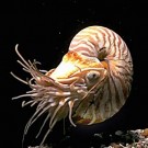 Goniatitt - 10stk  thumbnail