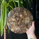 Stor Ammonitt Plate m/gratis holder [26,5cm] thumbnail