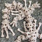 Skeleton Skull Dragon 25cm  thumbnail