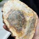 Forsteinet Tre Skive #1 thumbnail