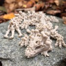 Skeleton Skull Dragon 25cm  thumbnail