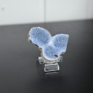 Blå Fossiliert Korall #1   thumbnail
