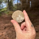 Goniatitt #1 thumbnail