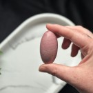 Unik Rosa Forsteinet Tre Shiva #9 thumbnail