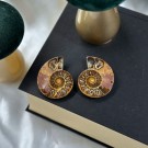 Ammonitt Par #3 thumbnail