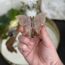 Små Blomster Agat Sommerfuglvinger thumbnail