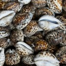 Tigerkauriskjell, 6-8cm thumbnail