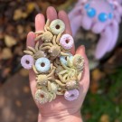 Mini Spider Donut - Vanilla/Vanilje thumbnail