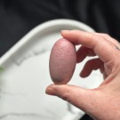 Unik Rosa Forsteinet Tre Shiva #8 thumbnail