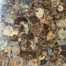 Stor Ammonitt Plate m/gratis holder [26,5cm] thumbnail