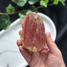 Rød Forsteinet Tre Skive #2 thumbnail