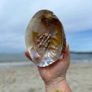 Stort Skjell - En vakker perle fra havet #1 thumbnail