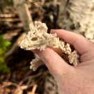 Skeleton Skull Dragon 25cm  thumbnail