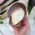 Pynte Kamskjell fra Tysvær, Norge - Havets Vokter thumbnail