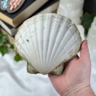 Pynte Kamskjell fra Tysvær, Norge - Havets Vokter thumbnail