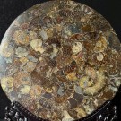 Stor Ammonitt Plate m/gratis holder [26,5cm] thumbnail